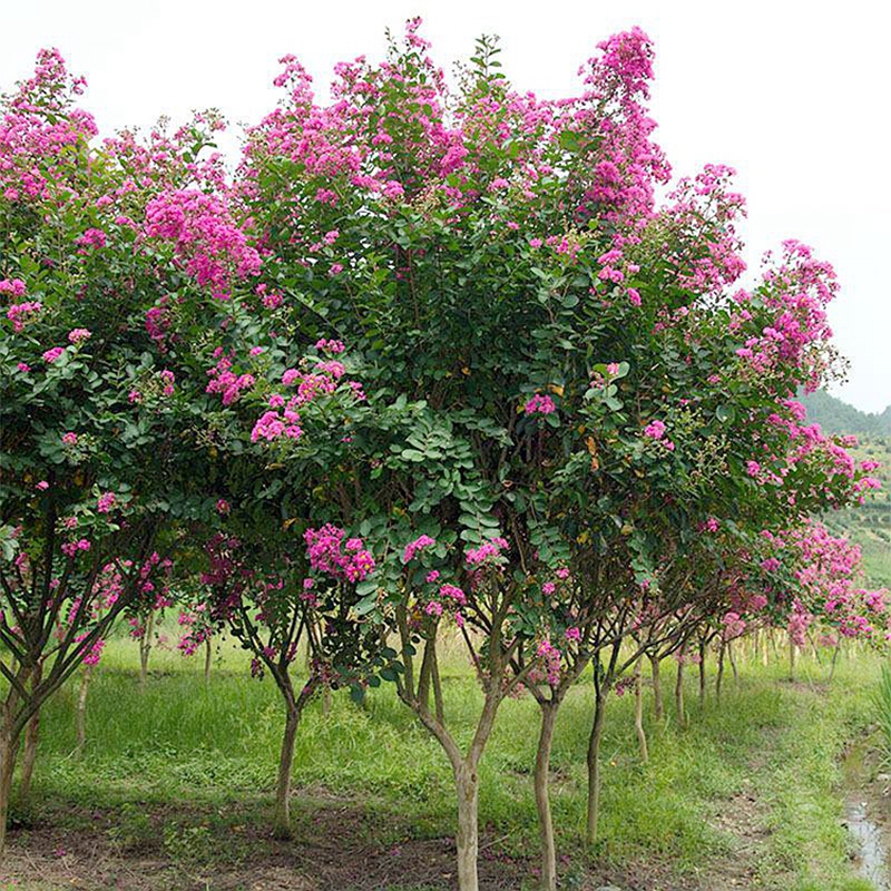 美国紫薇树苗紫薇花树苗红火箭百日红树苗紫微花树苗风景花木树苗_7折