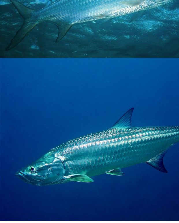 泰庞海鲢 大西洋战斧 加拉辛类大型 热带鱼 观赏鱼 淡水鱼 活体