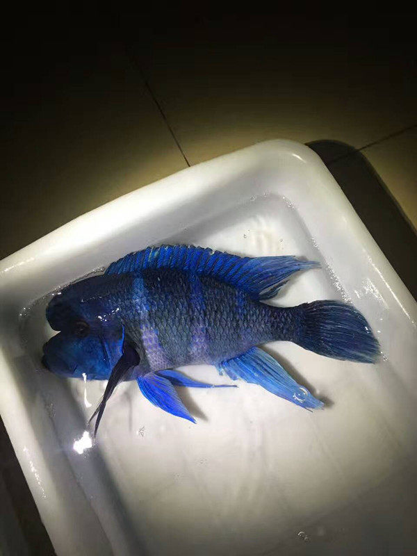 布隆迪六间鱼伊巴卡六间三湖慈鲷水族观赏鱼热带鱼活体龙鱼配鱼