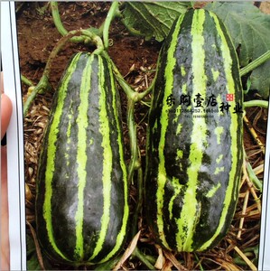 花皮梢瓜黑皮烧瓜酥瓜种子 花皮菜瓜 梢瓜 甜瓜