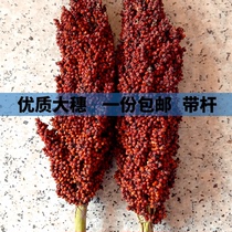 Fresh natural red and white sorghum ear 500 grams with belt cap red sorghum tape delivered red sorghum ear