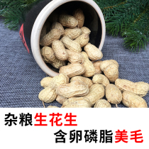Raw Peanuts Squirrel Food Food Eat Golden Flowers Magic King Staple Food Nourishment Special Grain Meme Bright Hair