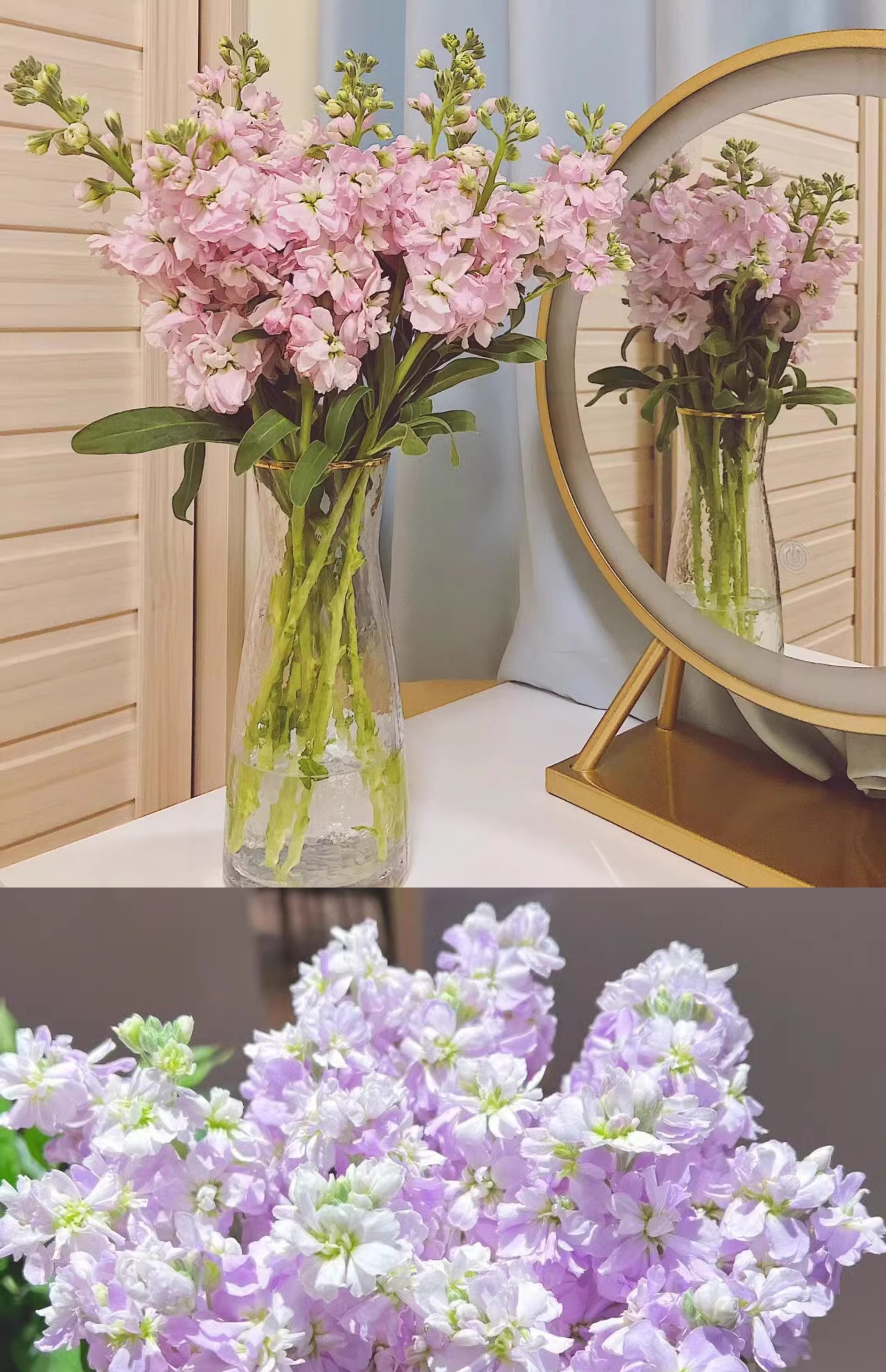 紫罗兰鲜花水养家庭插花鲜花花店批发货源平台