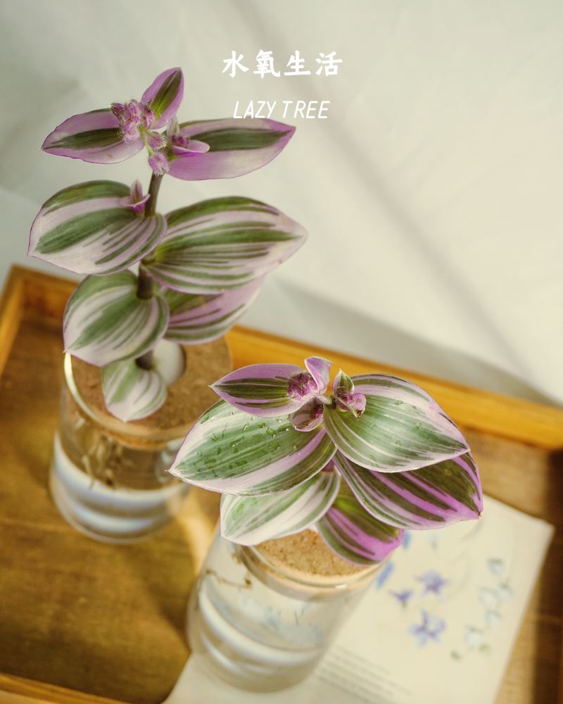 油画婚礼吊兰水培紫色彩色植物好养高颜值ins绿植