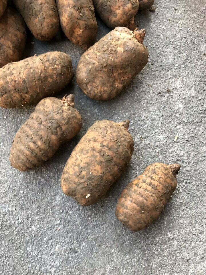 3个一斤湿天麻3斤包邮 新货南特产昭通小草坝新鲜乌天麻野生特级2