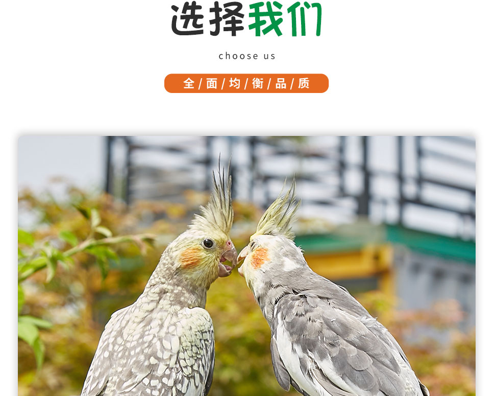 活体鸟观赏幼鸟繁殖珍珠鸟七彩灰白文鸟下蛋鸟十姐妹