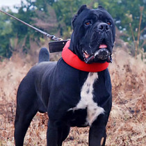 ~ Large Dog Midsize Biter Dog Rapper Item Ring Neck Bush Mill Gold Wool Dog Strap Plus Cotton Neck dog Item