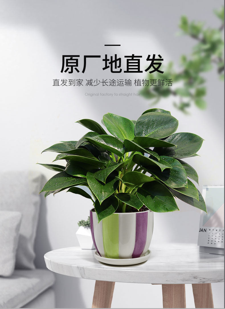 金钻盆栽植物绿公主水培绿植万年青花卉多肉办公室内吸除甲醛好养