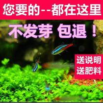 Fish Pond Fish Tank Aquatic Grass Seeds Aquatic Four Seasons Small Cold Root Underwater Spring Seed Plant Growing Home Short