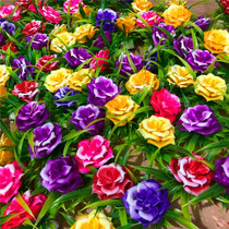 Hotel Township Kitchen food creative plate decorative flower grass decoration wedding feast rose glowing SAB cold plate embellishment decoration