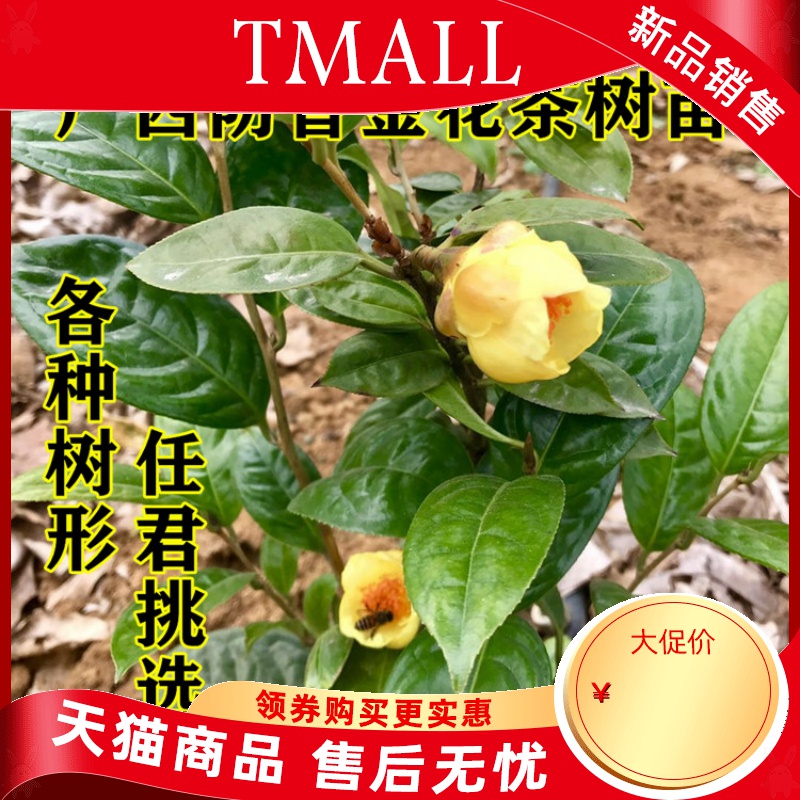 Hundreds of the general kind of gold mountain tea tree farmers self - marketing super gold scented tea tree seedlings and potted the plants