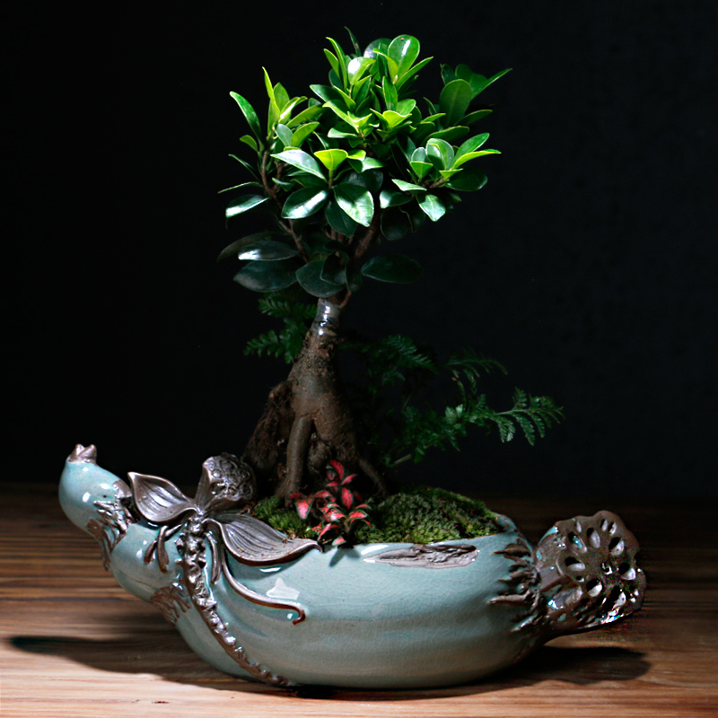 Creative move elder brother up with ceramic pot contracted money plant asparagus the plants potted large meat platter art basin