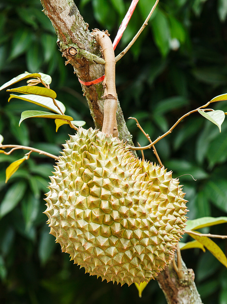 泰国进口金枕头榴莲一级果