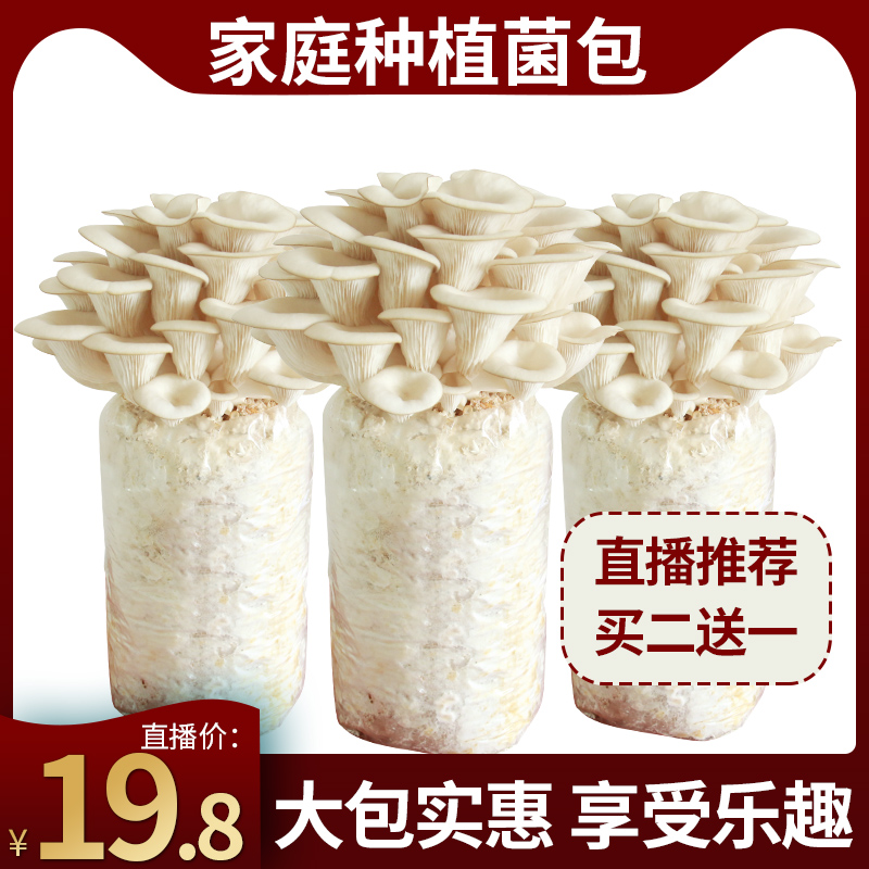 活动买二送一 食用菌秀珍菇大菌包新鲜菌菇蘑菇家庭种植儿童diy