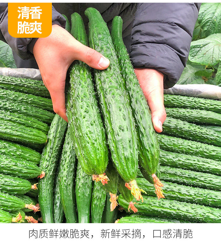 新鲜长黄瓜
