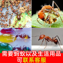 Food for Ant Food Japan Nicobarchate Back to large Ant Pet Living Things to keep Special high protein Nutritional Cream