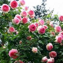 Moon Season Flowers Vines Ben Rose Garden Rose View Four Seasons Rosewood Rosewood Plant Peony Porch Potted Flowers