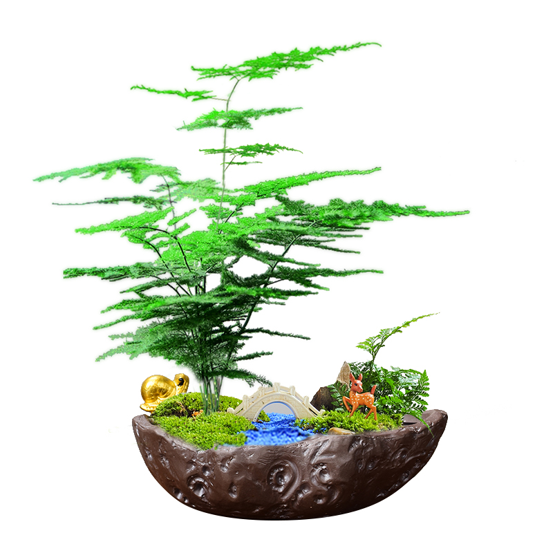 Ceramic Chinese desktop see colour black pottery flowerpot landscape DIY micro landscape red maple tree asparagus individuality creative purple