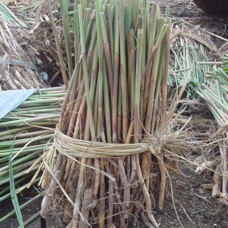 批发新鲜芦苇苗根苗芦苇草植物小苗 花叶芦竹 水生挺水南北方种植