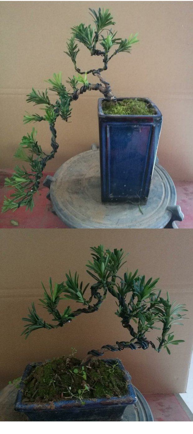 小叶雀舌罗汉松盆景树苗悬崖式 造型树桩 米叶菊花贵妃这种罗汉松