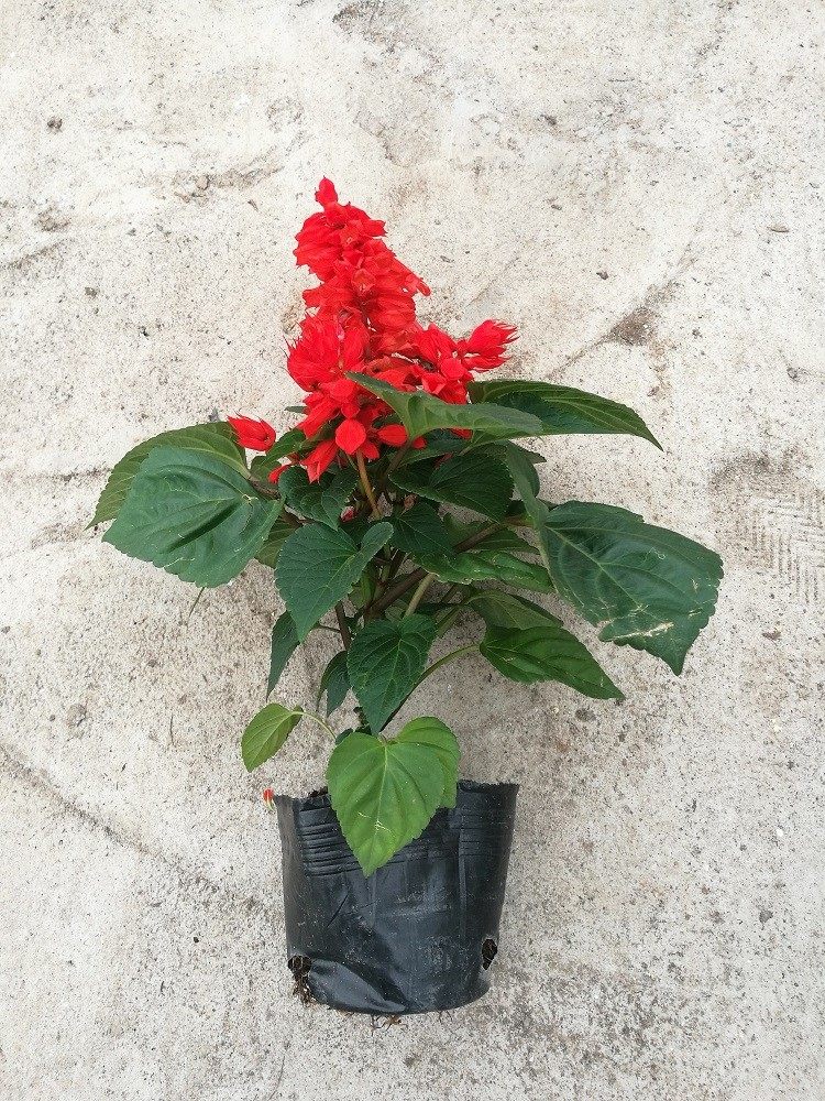 批发基地一串红盆栽花草矮串红高串红花四季开花海小苗南北方种植