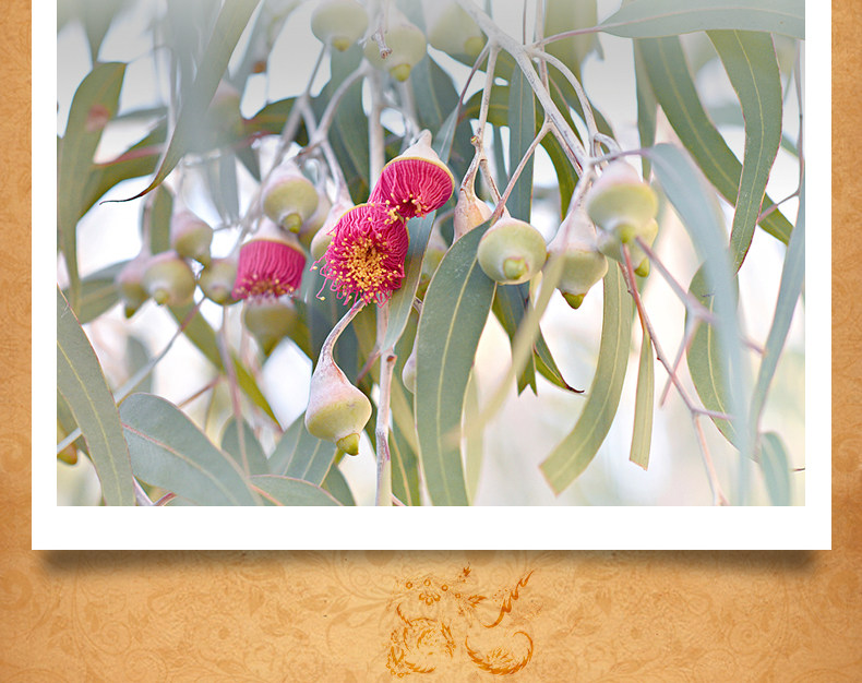 伊朗巴莉哲蓝桉尤加利单方精油 收敛控油 清洁毛孔15ml