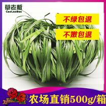 Grass Boss Ti Moshe Grass 500g Nanti Fresh Young Rabbit Pet Food Dutch Pig Dragon Cat Feed Dry Grass