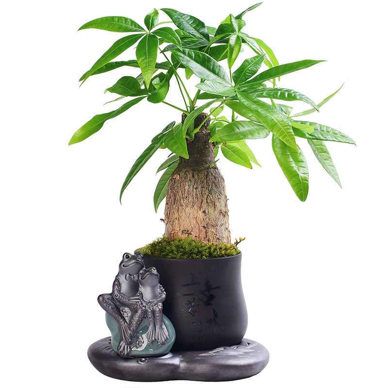 Zen purple sand flowerpot more meat little monks combination asparagus potted bonsai the plants household creative desktop small place