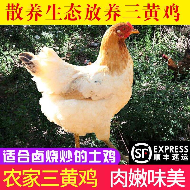態(tài)谷食代 生態(tài)散養(yǎng) 襄陽三黃雞 2只共2500g