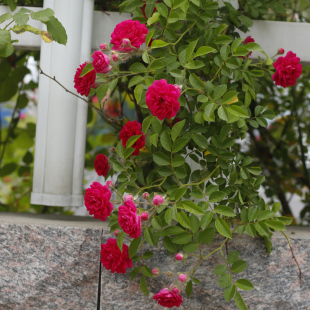 四季红木香花苗爬藤植物甜蜜白黄木香花苗盆栽特大花攀爬浓香红色