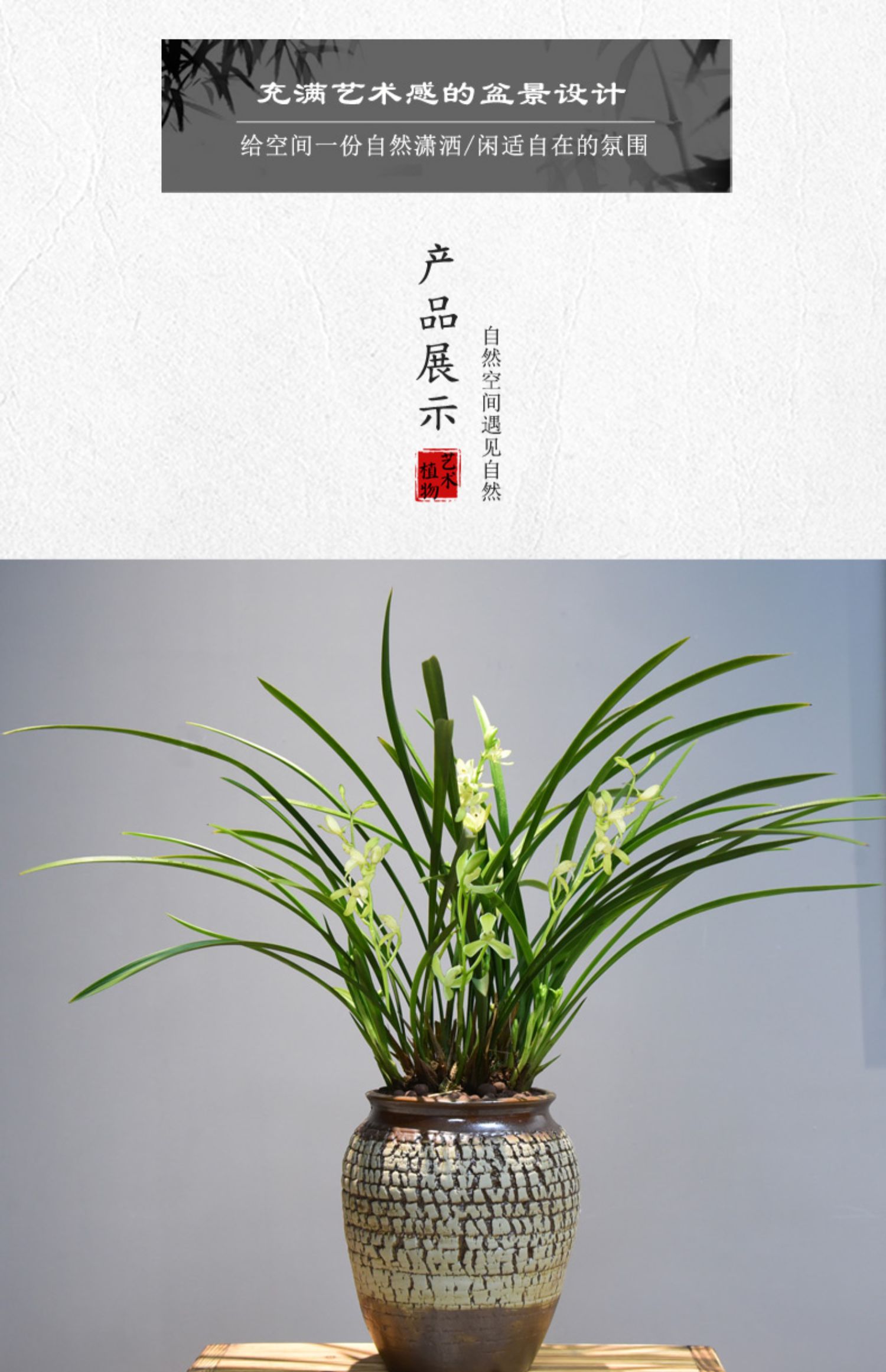 兰花盆栽建兰铁骨素兰花室内植物花卉四季常青办公室观赏国兰盆景