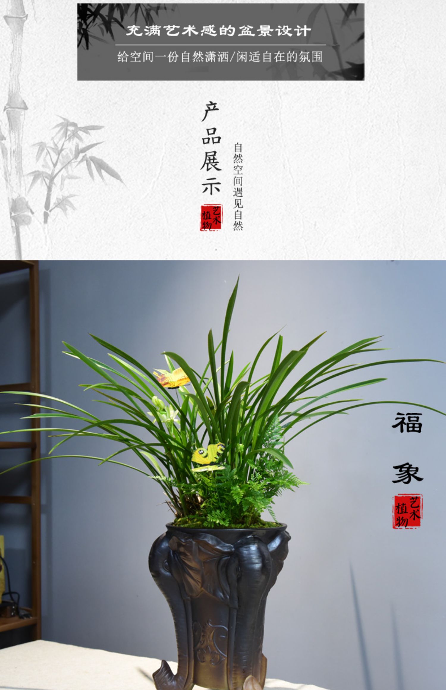 兰花盆栽建兰铁骨素兰花室内植物花卉四季常青办公室观赏国兰盆景