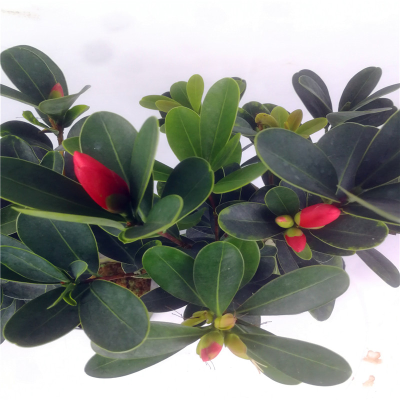 Four seasons green plant rhododendron camellia flowers potted grafting the nice flowers, green potted a balcony is suing the court