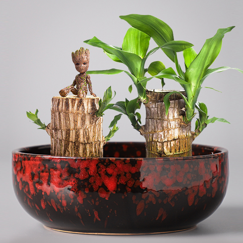 Brazilwood dedicated pot ceramic hydroponic the plants lucky lucky bamboo wood tray tower water bamboo desktop small potted plant