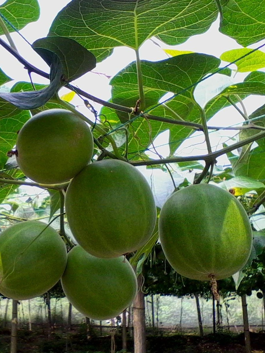 桂林旅游土特产永福特产特级罗汉果大果