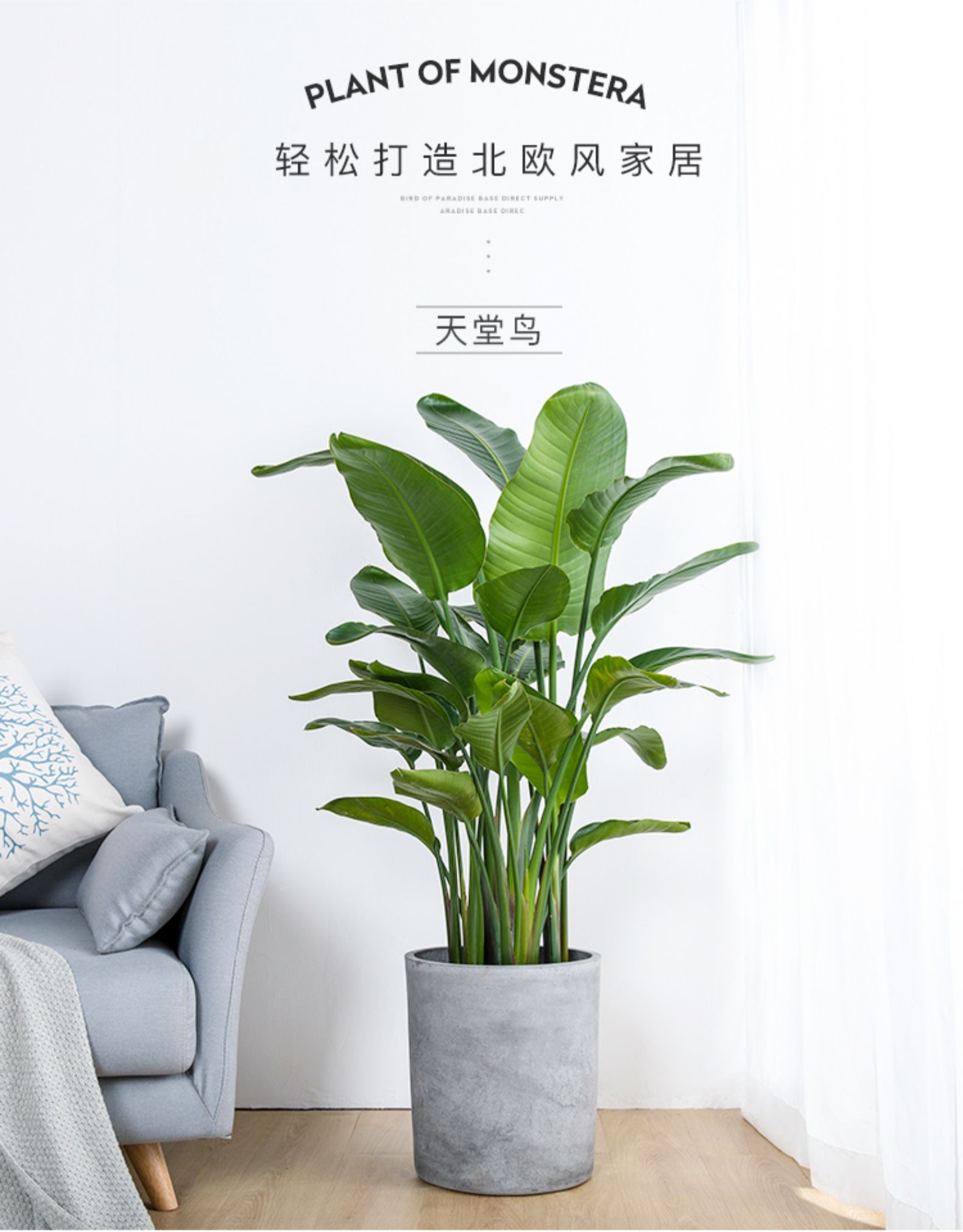 天堂鸟绿植大型植物办公室客厅绿植室内大盆栽北欧大型绿植鹤望兰