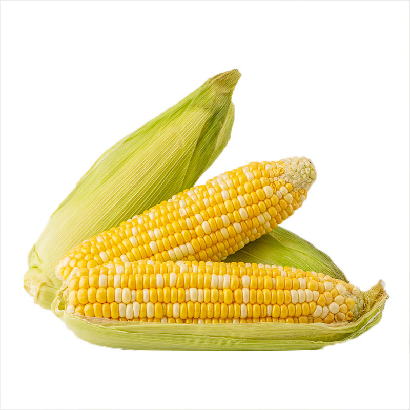 【优惠】【青孖集】云南脆甜水果玉米 10斤,券后19.8元包邮 - 奇兔客
