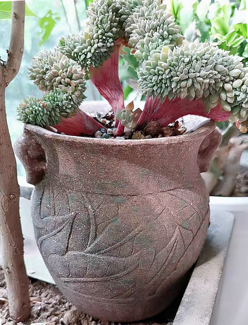 Large super - Large diameter money plant jasmine by high mage much flesh POTS ceramic basin of the old running in the office