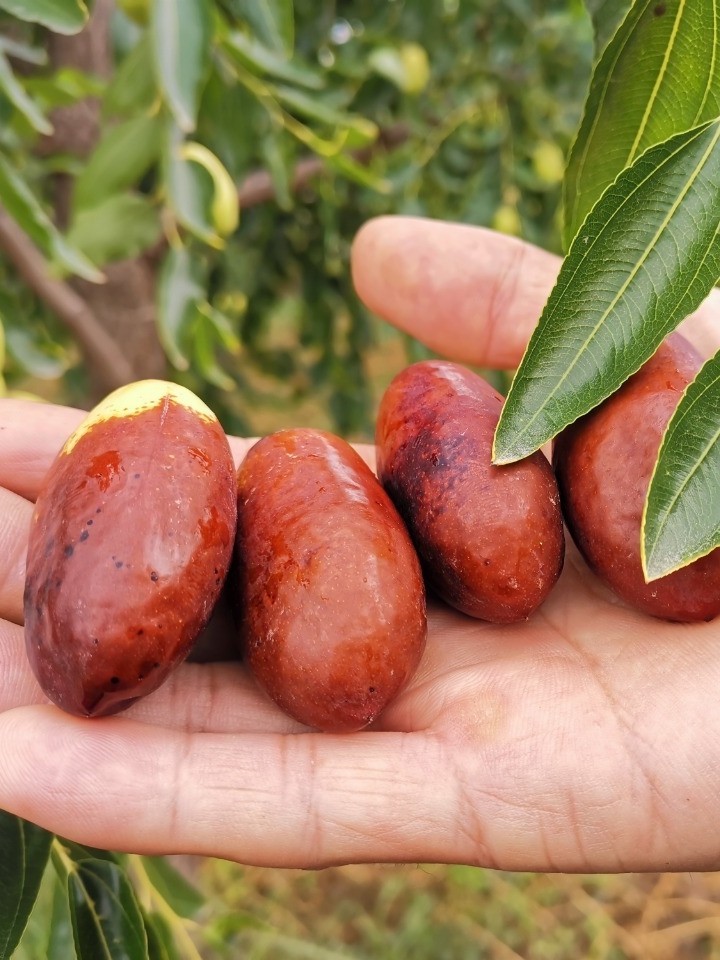 王乔果儿 鲜枣宁夏灵武长红枣脆枣水果-懒猫运动会