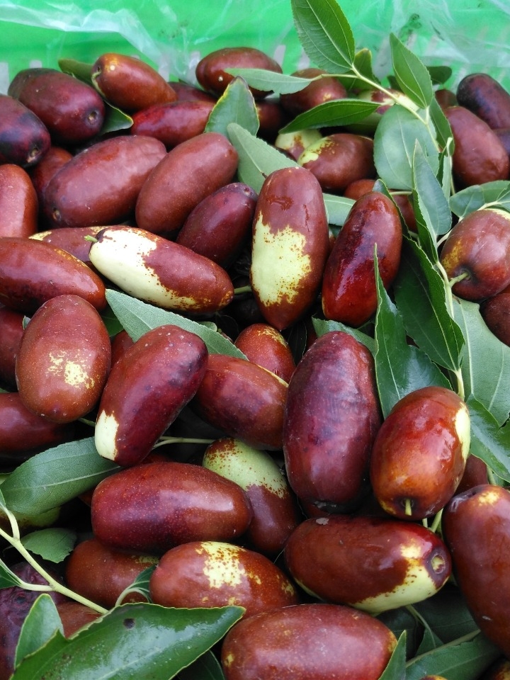 王乔果儿 鲜枣宁夏灵武长红枣脆枣水果-懒猫运动会