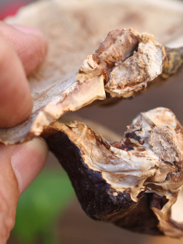 西藏野生灵芝林芝特产野生赤芝干货