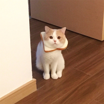 Knock on cute kitty bread toast Item Circle Bread Slices Surround neck Pet Item Circle Puppet Red Irregular-Item Circle