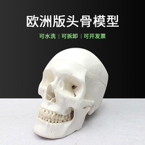 Medical teaching European scale human skull model art art art skull anatomy learning sketch simulation teaching aids