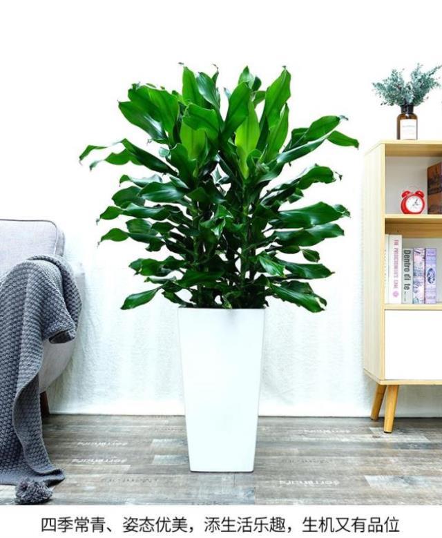 螺纹植物螺旋大型室内盆栽铁树卷叶铁扭纹铁大型绿植