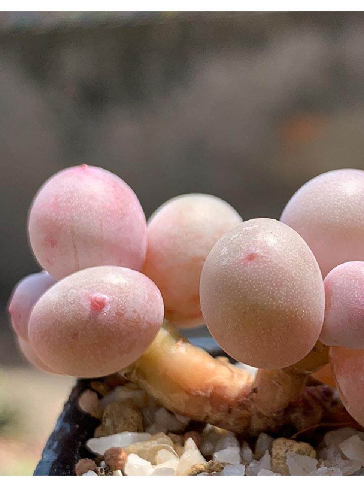 彩虹奶酪老桩水光针奶酪芭比罕见多肉-健身的木子