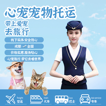 Chengdu Pet Express Mailing and Consignment National Procedures Air Freight Special Vehicle Video Feedback Cats and Dogs Offline Entities
