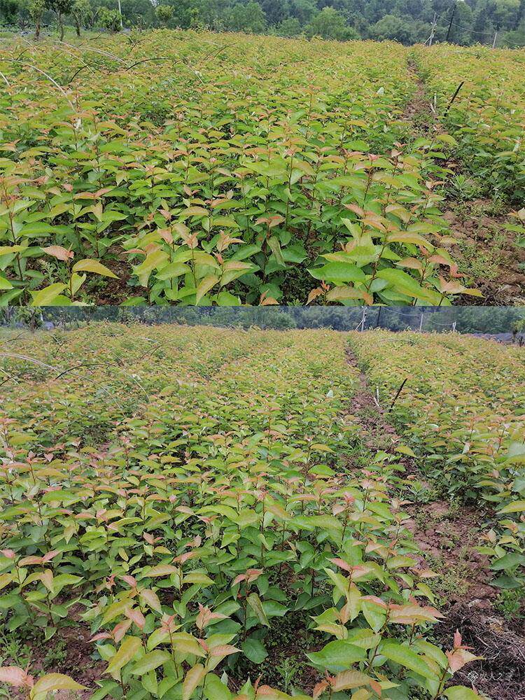 正宗车厘子树苗特大樱桃树嫁接樱桃苗盆栽四季樱桃果树南北方种植