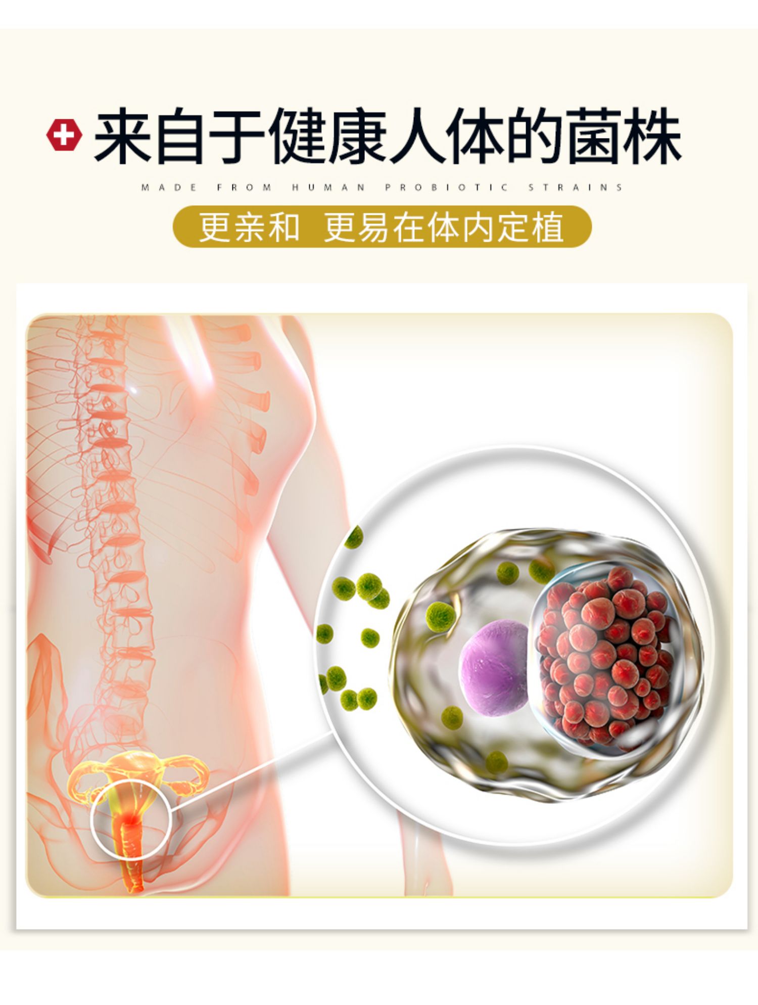 【Proven】蔓越莓益生菌胶囊30粒