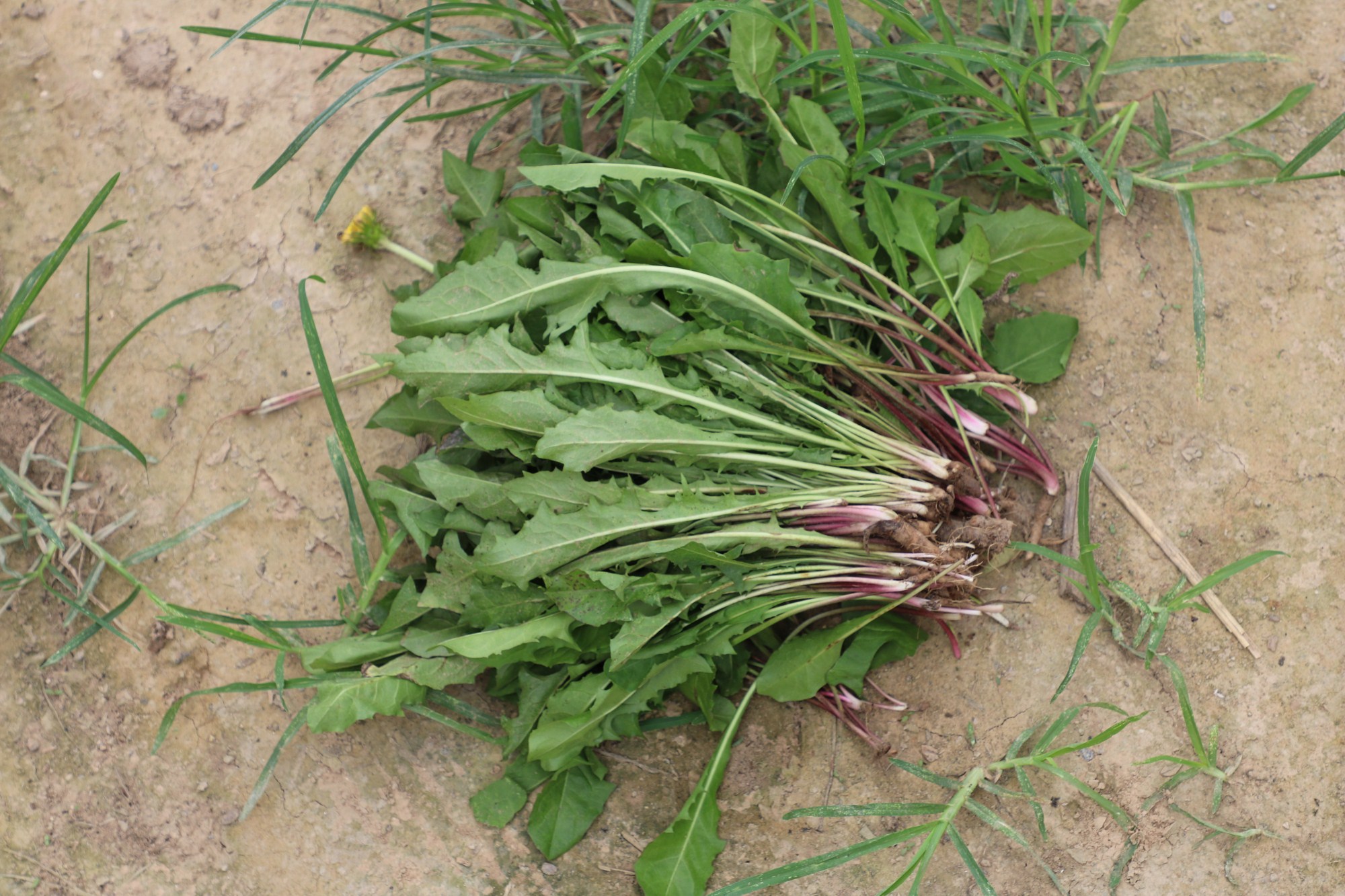 新鲜蒲公英现挖现发新鲜蔬菜坏果包赔净重500克