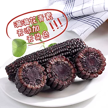 新鲜黑玉米现摘甜糯玉米2200g[5元优惠券]-寻折猪